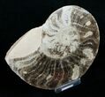 / Choffaticeras Ammonite (Half) - Morocco #3976-2